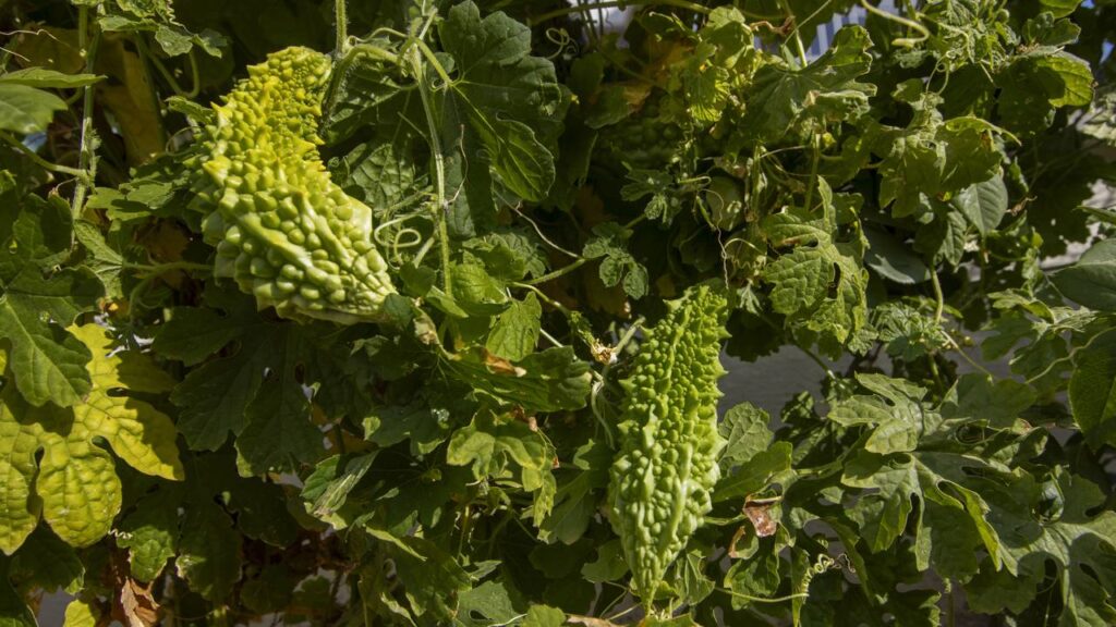 Fruta rara que dá em menos de 80 dias e tem sabor adocicado