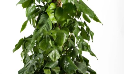 A planta perfeita que está dominando as salas brasileiras neste ano