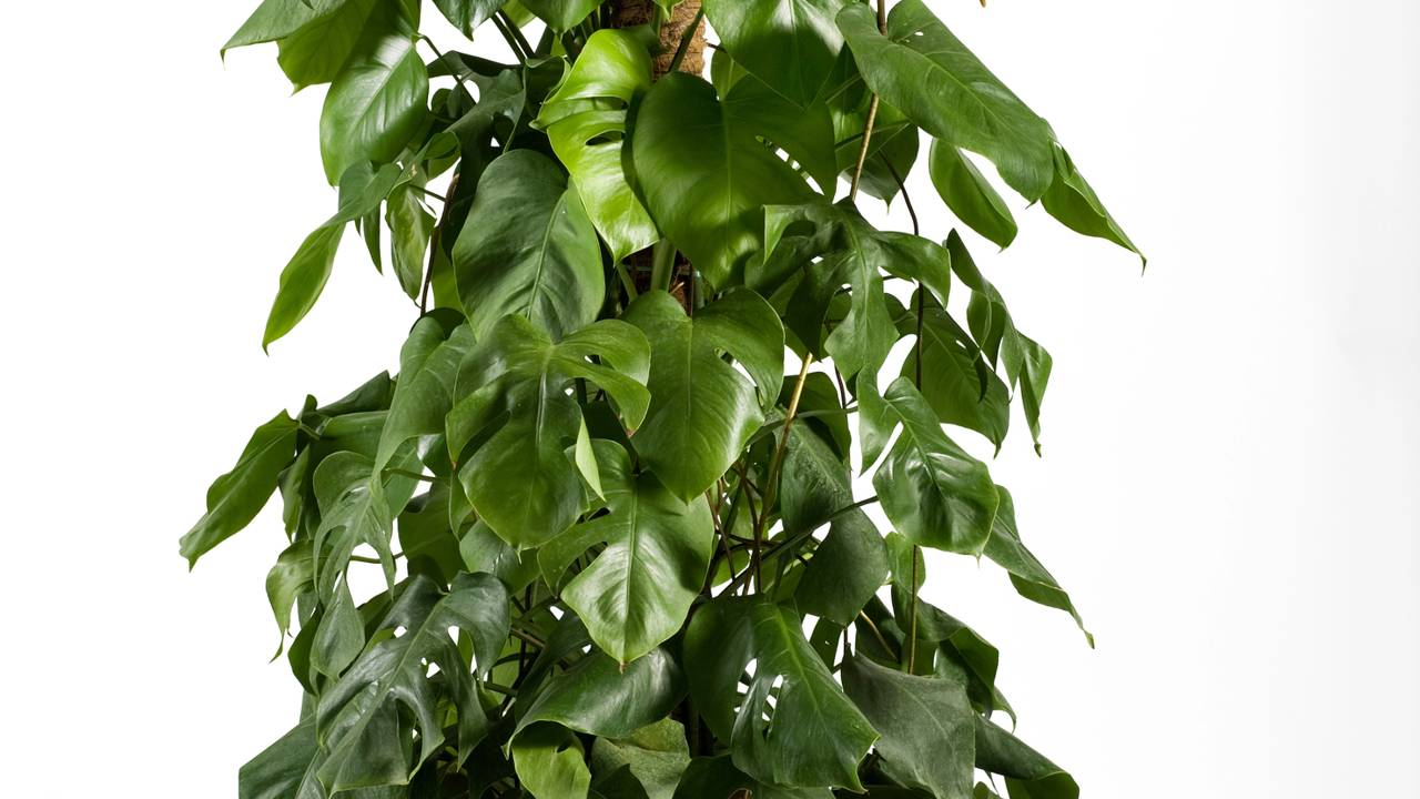 A planta perfeita que está dominando as salas brasileiras neste ano