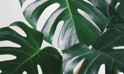 Essa planta de folhas gigantes está dominando as decorações e vira obsessão do momento