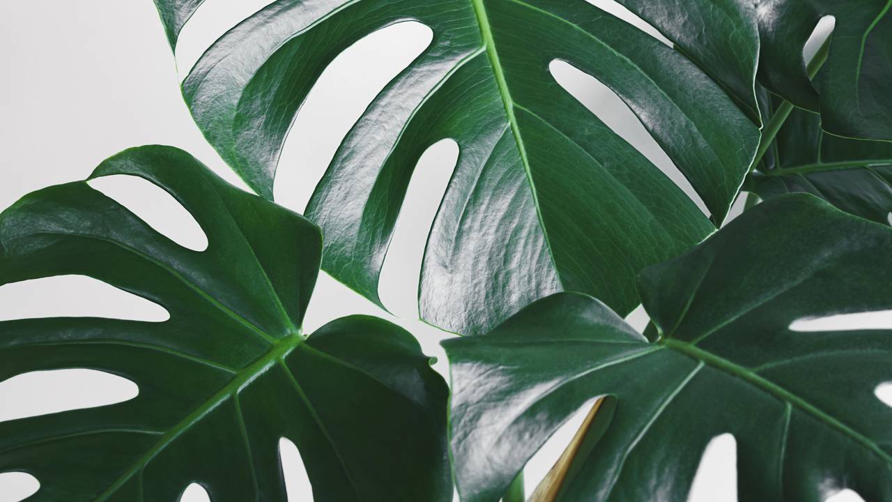 Essa planta de folhas gigantes está dominando as decorações e vira obsessão do momento