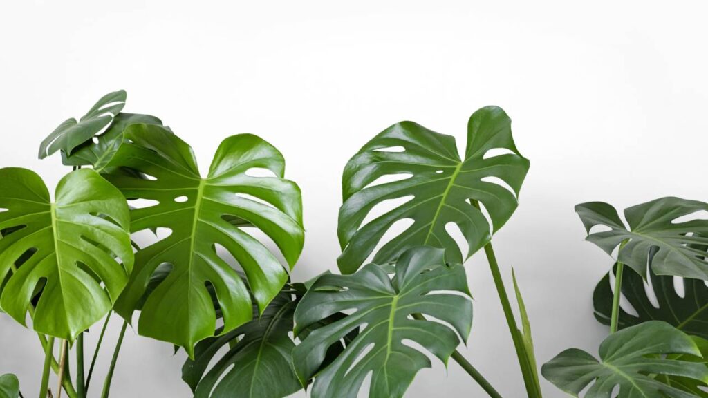 Essa planta de folhas gigantes está dominando as decorações e vira obsessão do momento