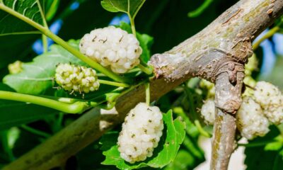 A amora branca dá frutos com pouco sol e encanta quem mora em apartamento