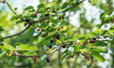A fruta que cura inflamações e pode ser cultivada facilmente em casa