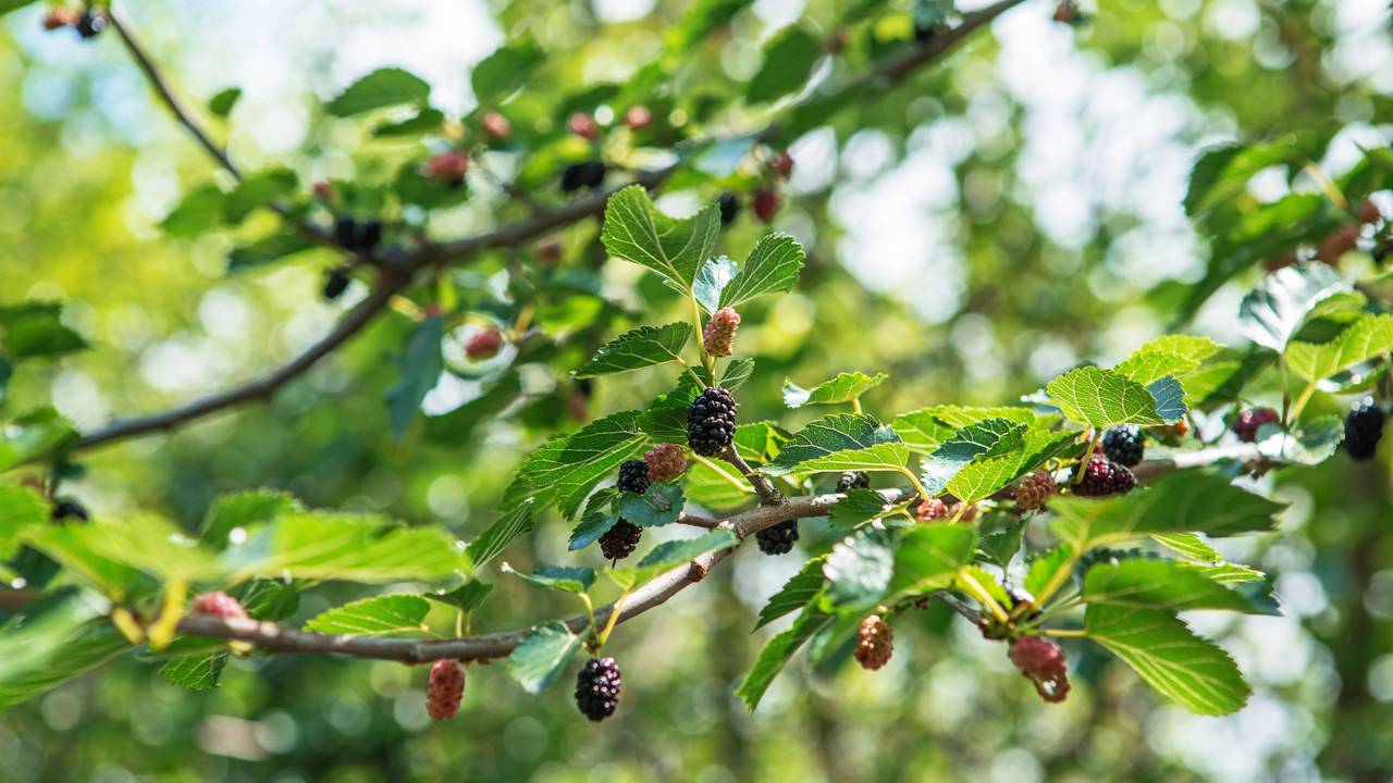 A fruta que cura inflamações e pode ser cultivada facilmente em casa