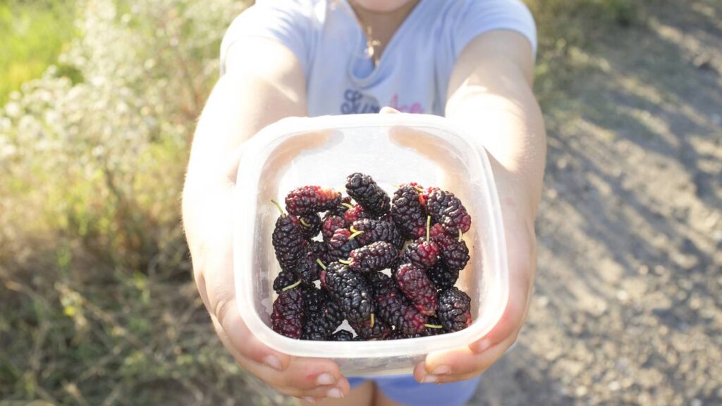 A fruta que cura inflamações e pode ser cultivada facilmente em casa