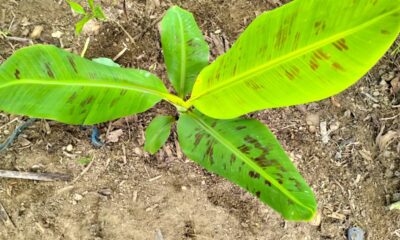 Plantei banana-musa que frutifica rápido e melhora o solo naturalmente