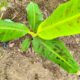 Plantei banana-musa que frutifica rápido e melhora o solo naturalmente