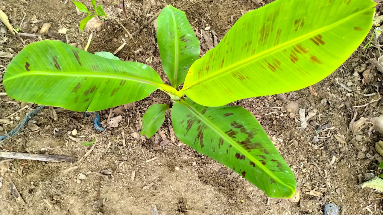 Plantei banana-musa que frutifica rápido e melhora o solo naturalmente