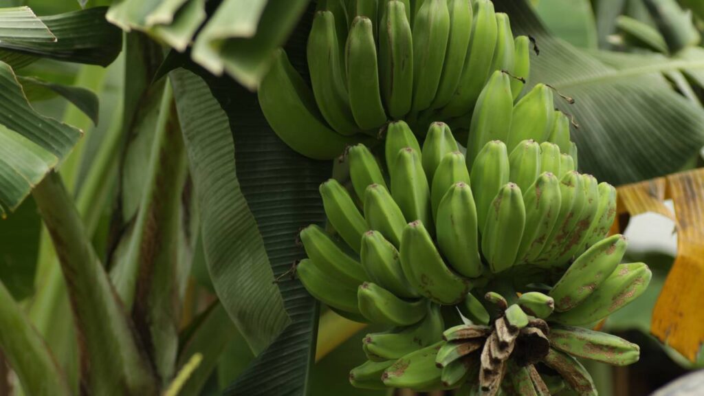 Plantei banana-musa que frutifica rápido e melhora o solo naturalmente
