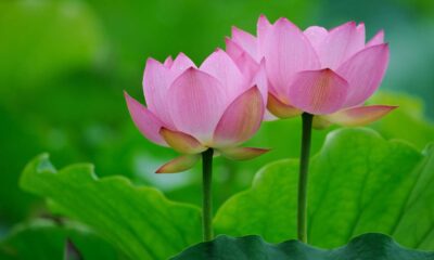 O mistério por trás da lótus vista como sagrada há séculos e que até hoje inspira muita gente