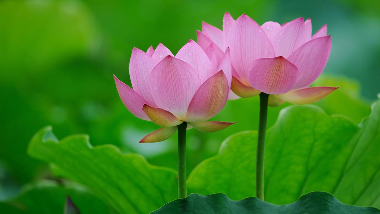 O mistério por trás da lótus vista como sagrada há séculos e que até hoje inspira muita gente