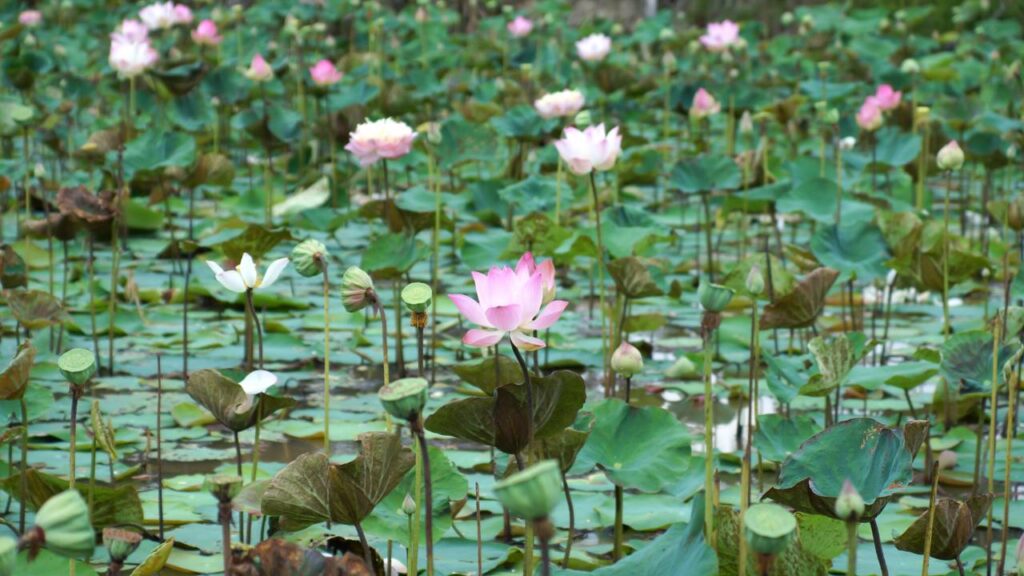 O mistério por trás da lótus vista como sagrada há séculos e que até hoje inspira muita gente