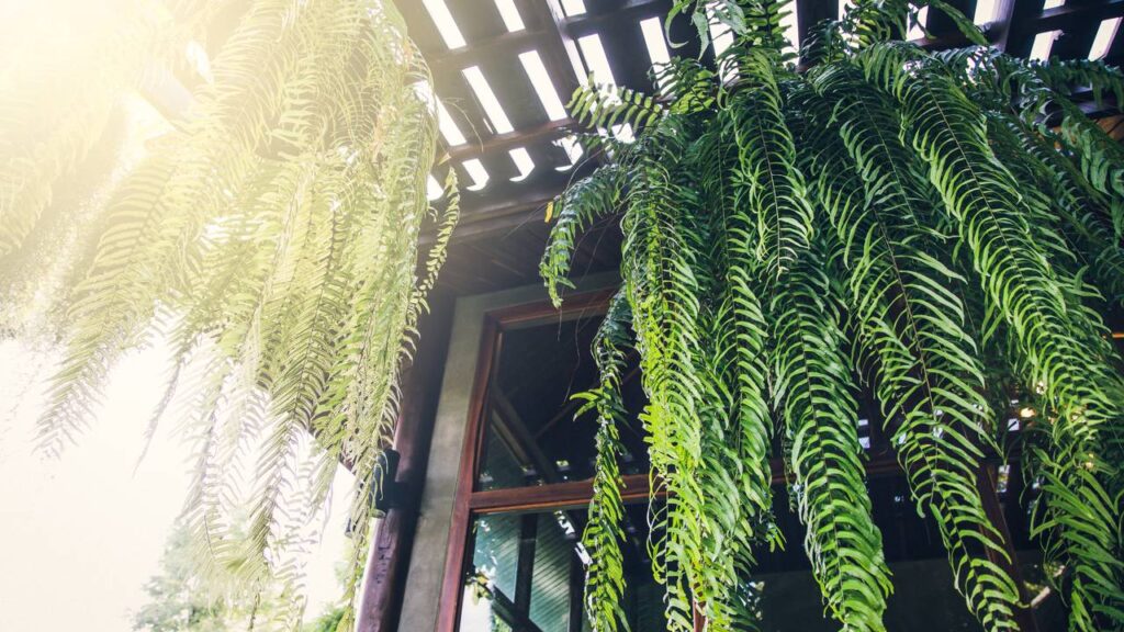 O significado místico da samambaia e sua ligação com prosperidade intriga muita gente