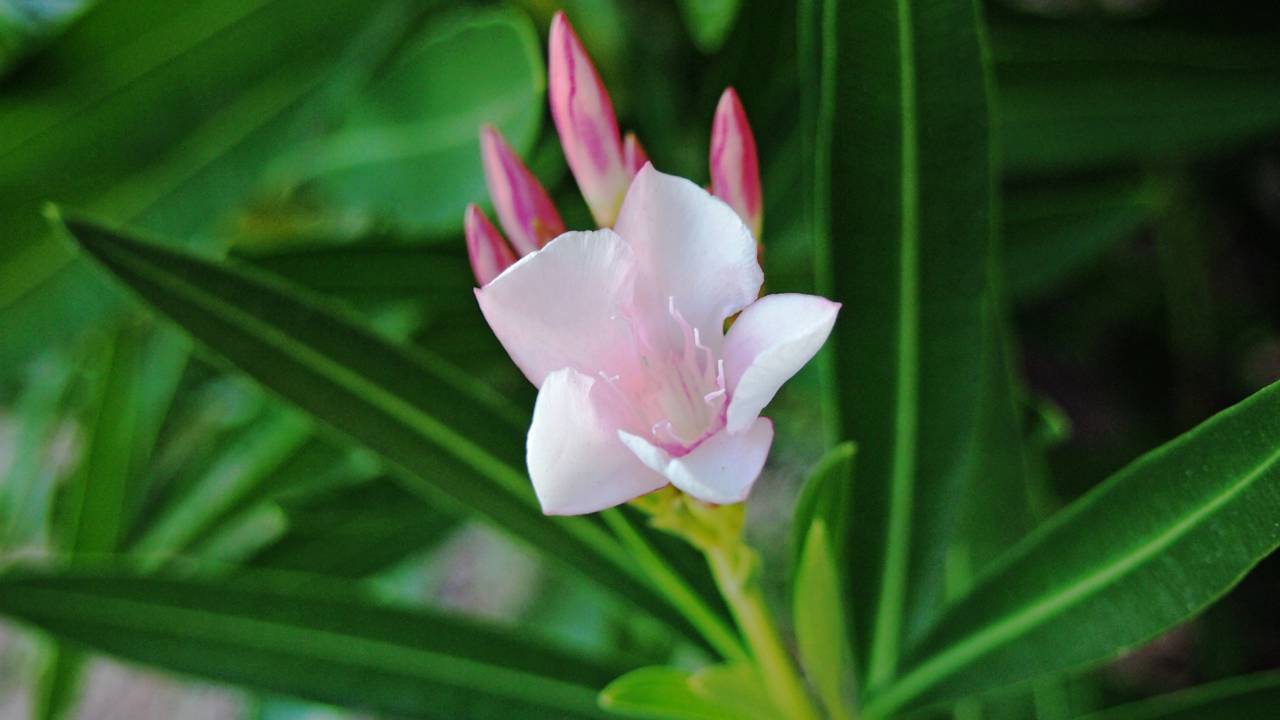 A flor que floresce o ano inteiro e encanta com pouca manutenção