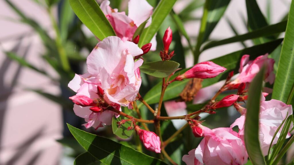 A flor que floresce o ano inteiro e encanta com pouca manutenção