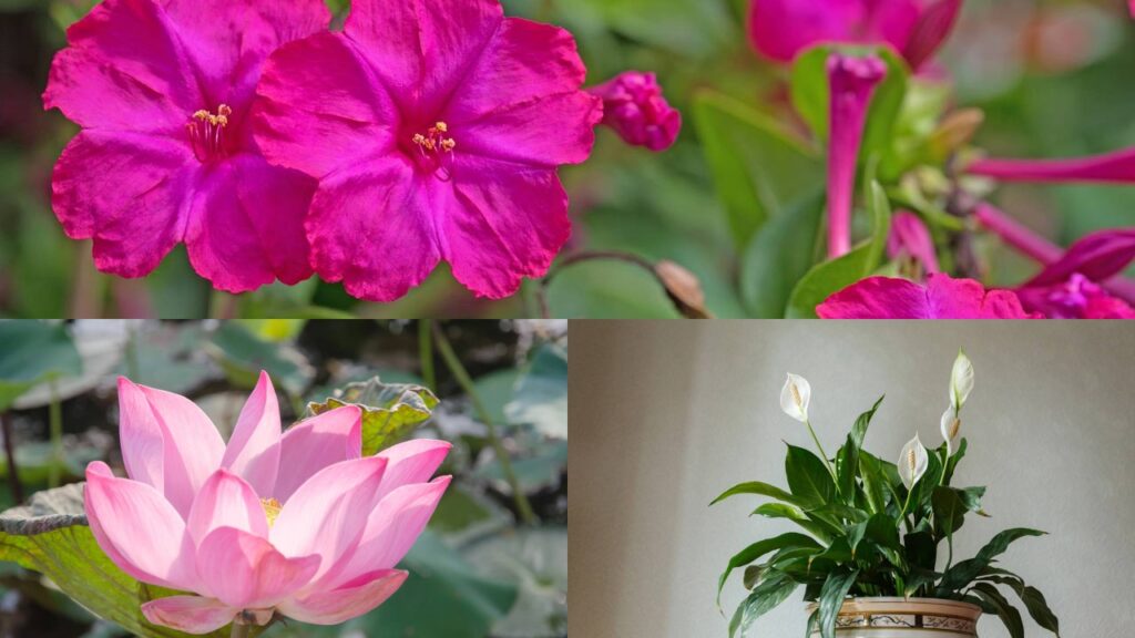 O fenômeno que faz algumas flores abrirem exatamente às 5h da manhã