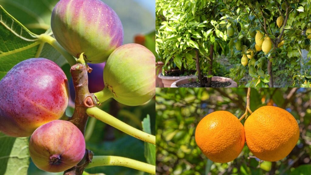 O segredo da frutífera que dá frutos muito mais rápido que o normal