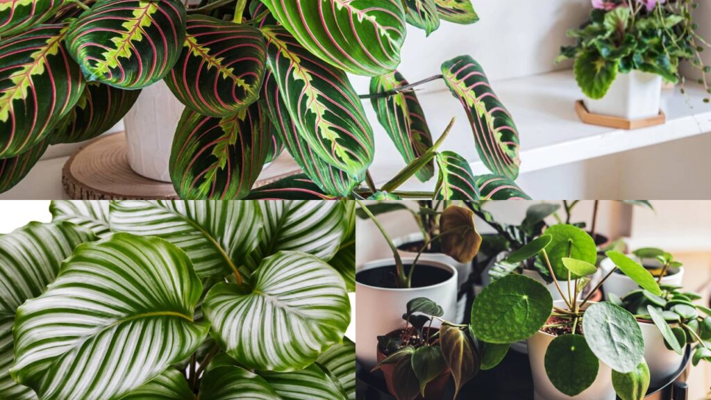 O segredo das plantas que conseguem sobreviver mesmo em lugares quase sem luz natural