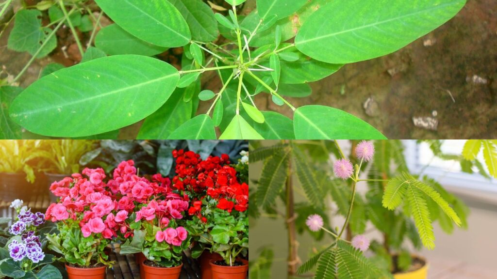 O segredo por trás das folhas que mudam de cor ao toque