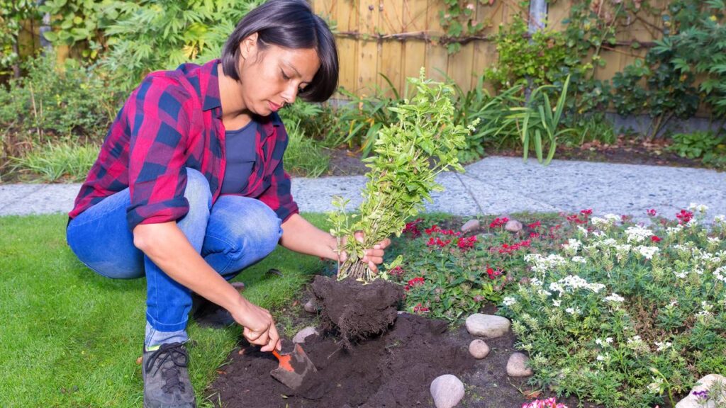 O poder simbólico do manjericão nas tradições populares e por que ele encanta tanta gente