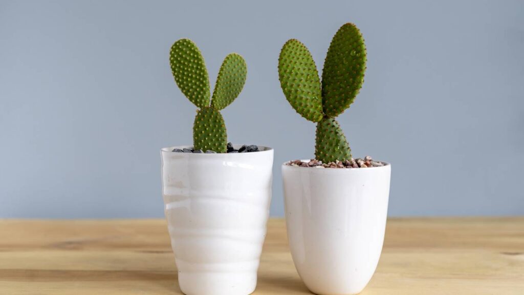 Meu cacto-orelha-de-mickey começou a apodrecer e um truque caseiro salvou ele