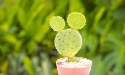 Meu cacto-orelha-de-mickey começou a apodrecer e um truque caseiro salvou ele