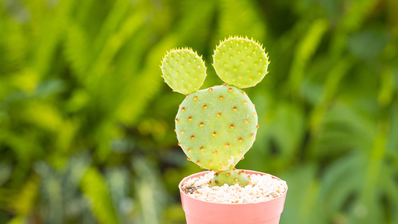Meu cacto-orelha-de-mickey começou a apodrecer e um truque caseiro salvou ele