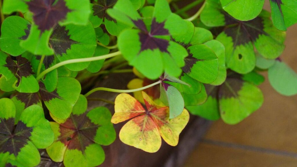 O trevo da sorte é visto como a planta que aproxima boas oportunidades