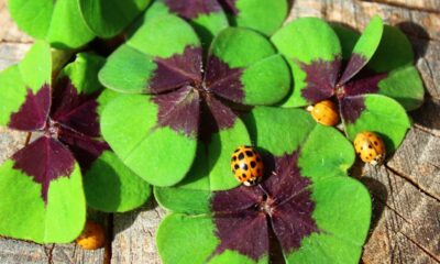 O trevo da sorte é visto como a planta que aproxima boas oportunidades