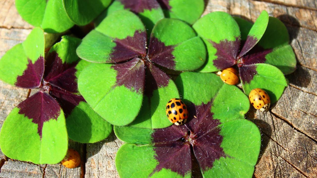 O trevo da sorte é visto como a planta que aproxima boas oportunidades