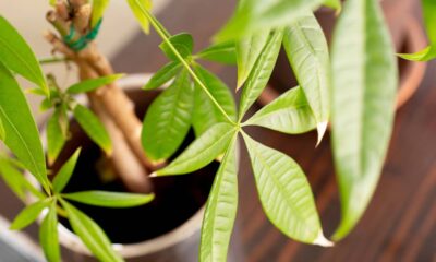 A planta que atrai dinheiro segundo o Feng Shui e cresce rápido em qualquer ambiente
