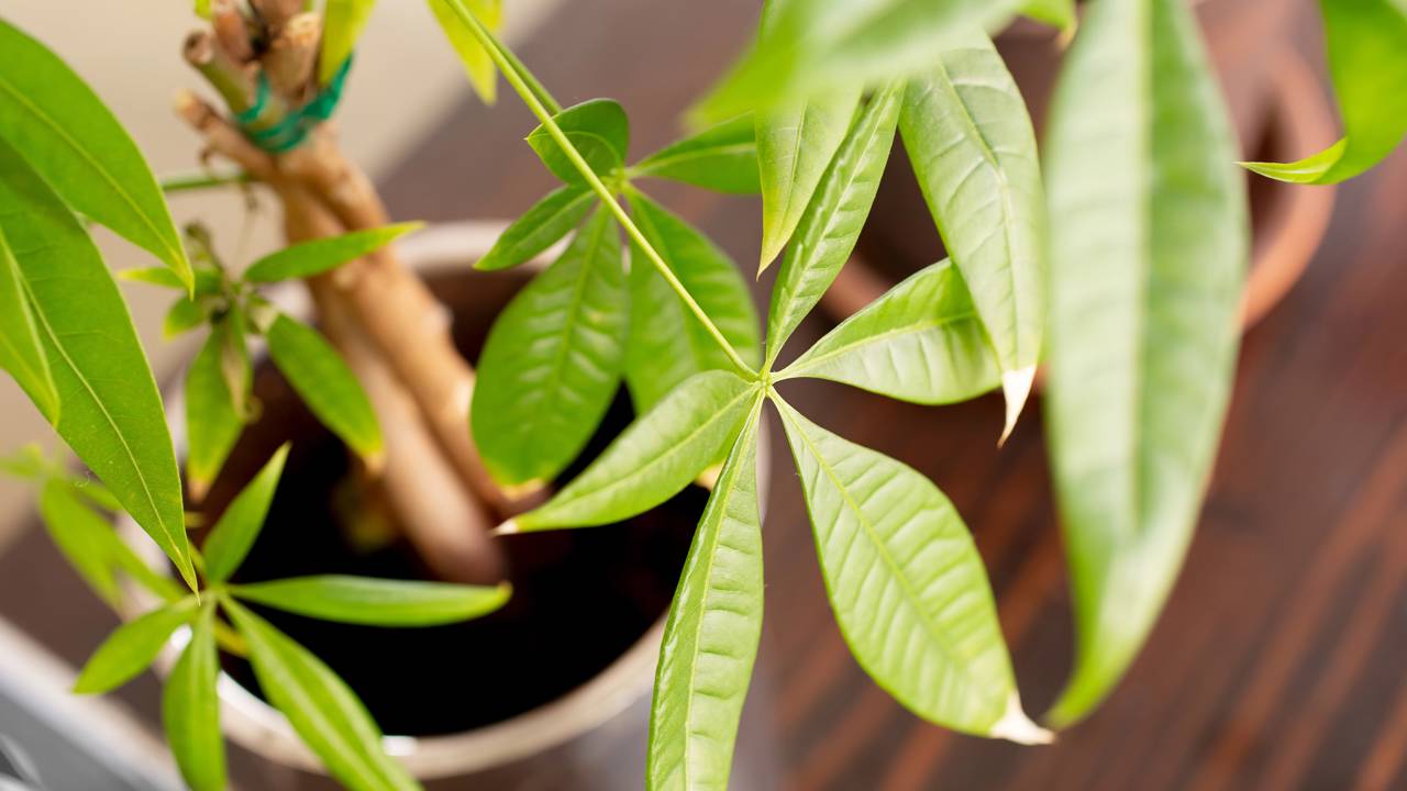 A planta que atrai dinheiro segundo o Feng Shui e cresce rápido em qualquer ambiente