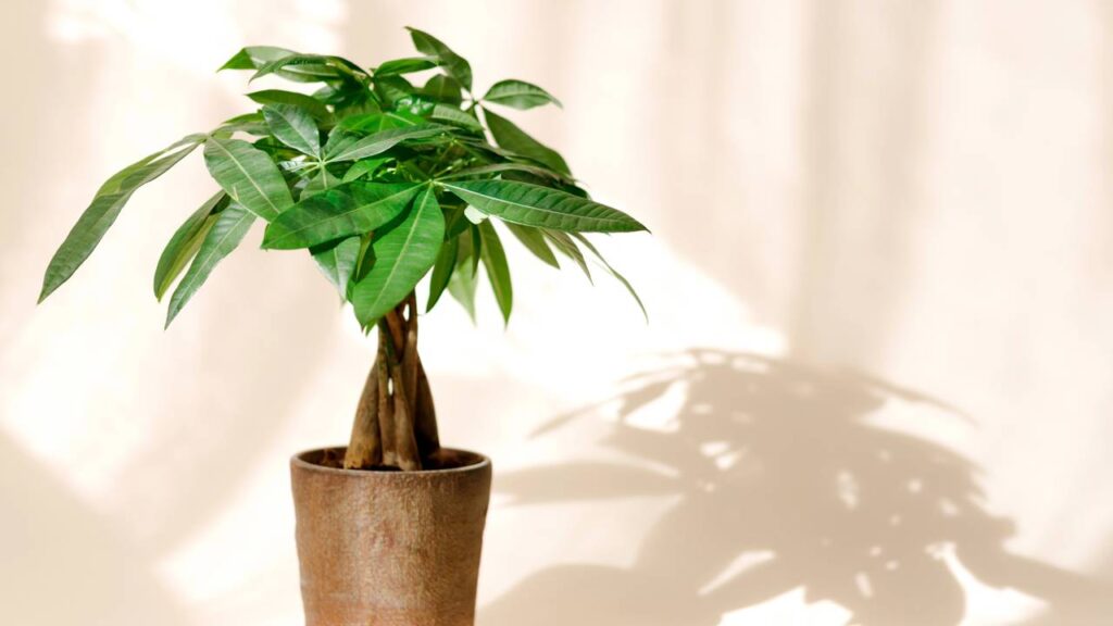 A planta que atrai dinheiro segundo o Feng Shui e cresce rápido em qualquer ambiente