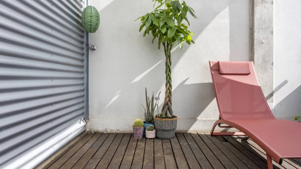 Minha pachira-aquática cresceu tanto que precisei mudar ela de lugar, e o motivo surpreende