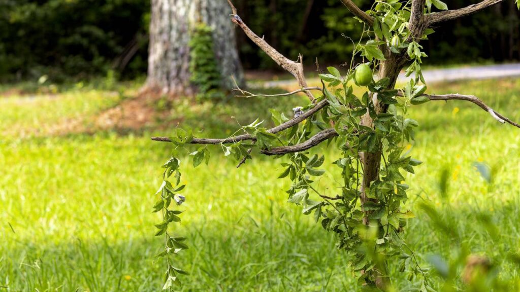 O maracujá anão dá frutos cedo e flores perfumadas que encantam