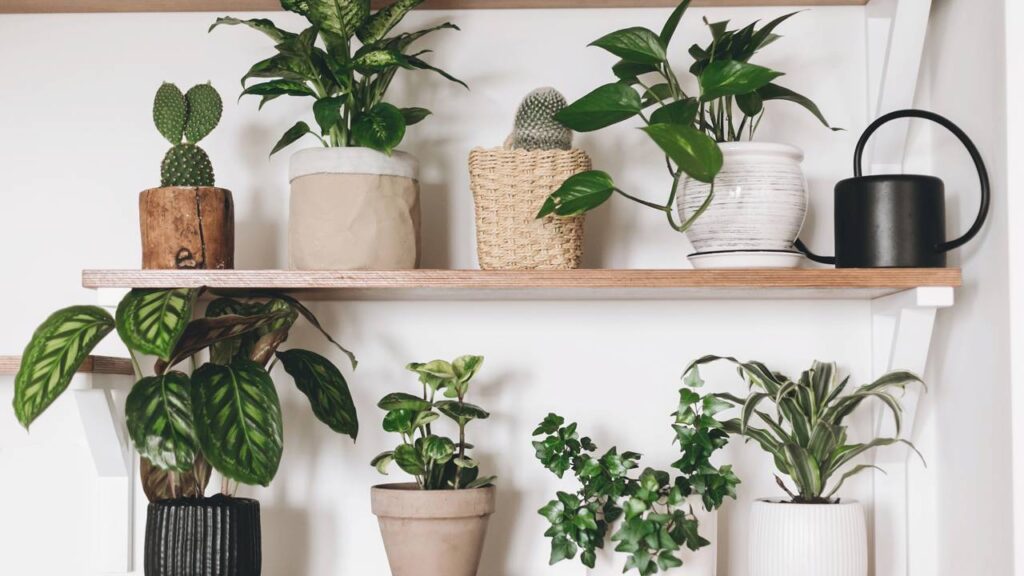 5 plantas que trazem sensação de frescor ao quarto
