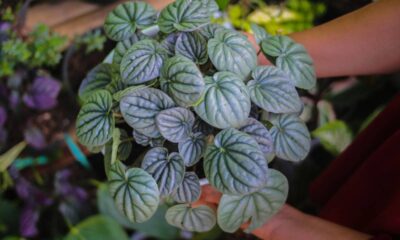 Você conhece a Peperômia e a beleza e benefícios que ela traz à saúde?