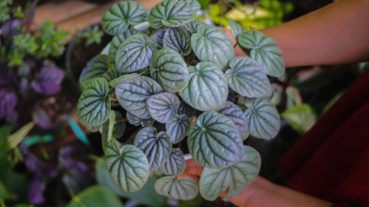 Você conhece a Peperômia e a beleza e benefícios que ela traz à saúde?