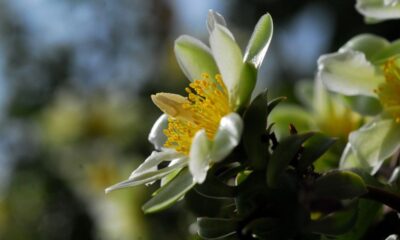 Essa planta dá frutos em 40 dias e quase ninguém sabe que é comestível