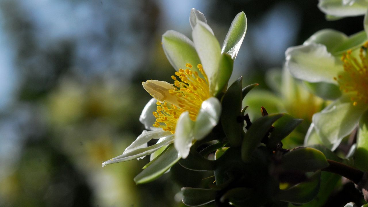 Essa planta dá frutos em 40 dias e quase ninguém sabe que é comestível