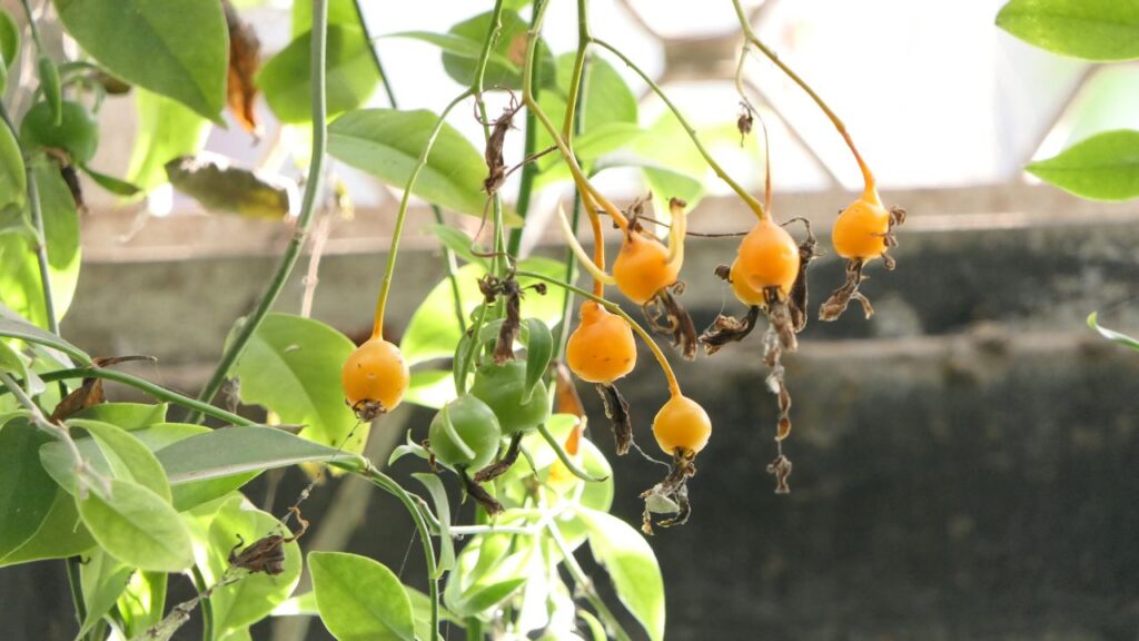 Essa planta dá frutos em 40 dias e quase ninguém sabe que é comestível
