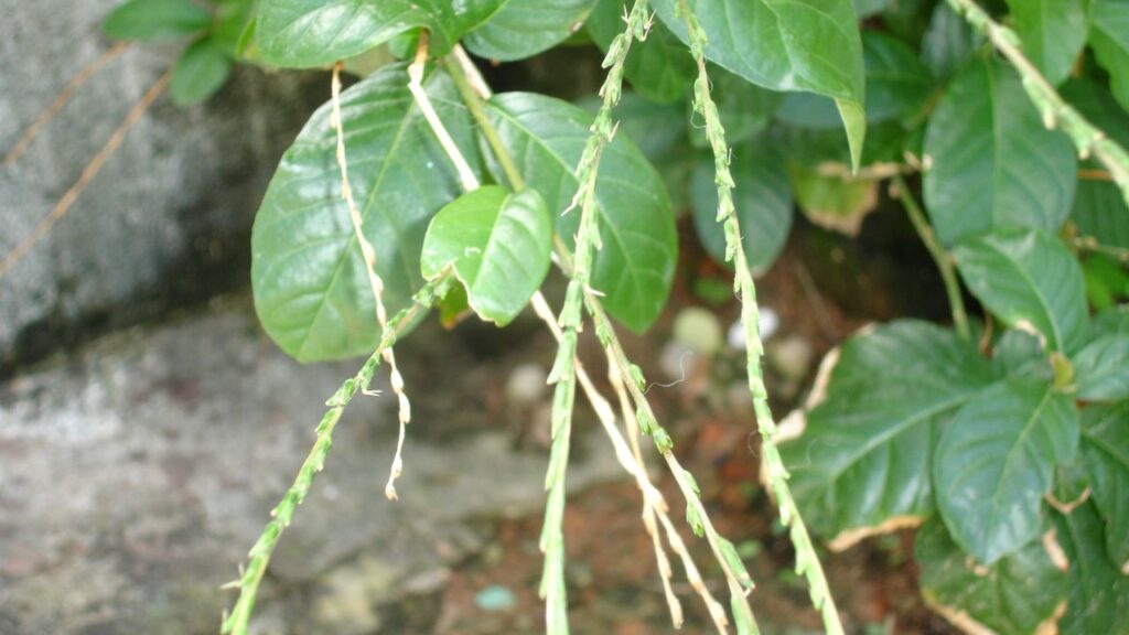 A planta nativa que muda o ambiente ao redor de um jeito inesperado