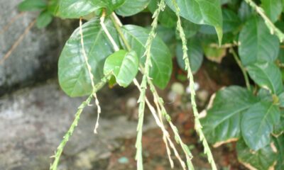 A planta nativa que muda o ambiente ao redor de um jeito inesperado