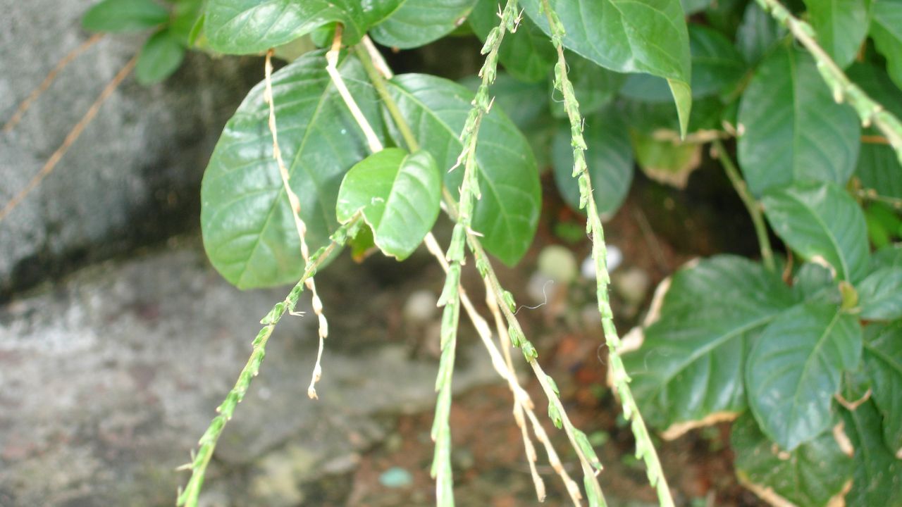 A planta nativa que muda o ambiente ao redor de um jeito inesperado