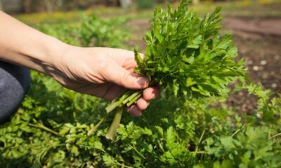 Como plantar salsa e garantir folhas frescas o ano todo