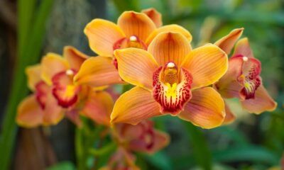 Saiba quanto custa realmente cultivar uma orquídea e deixá-la florescer o ano inteiro