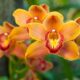 Saiba quanto custa realmente cultivar uma orquídea e deixá-la florescer o ano inteiro