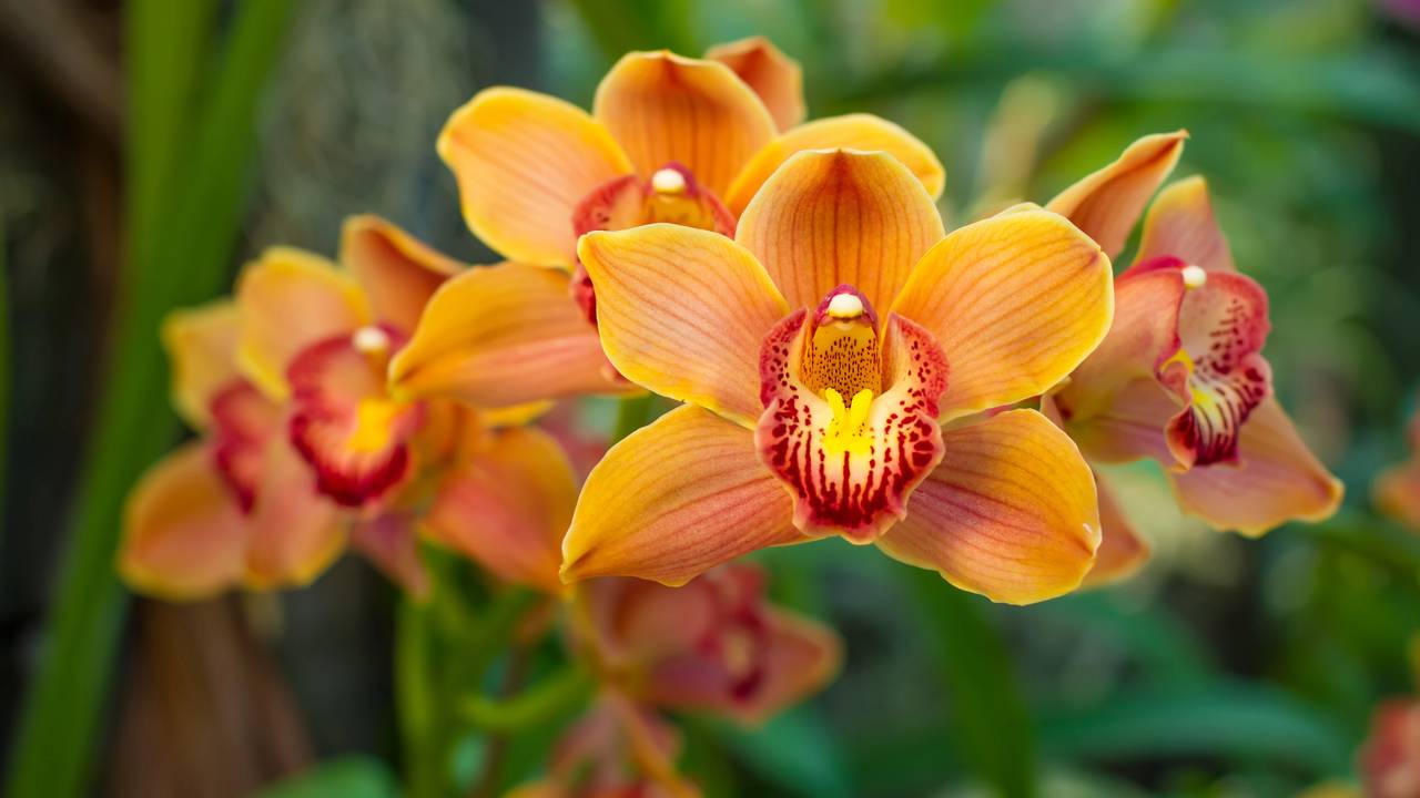 Saiba quanto custa realmente cultivar uma orquídea e deixá-la florescer o ano inteiro