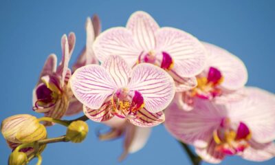 A orquídea Phalaenopsis deixa a sala florida sem precisar trocar as flores sempre
